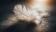 Delicate white feather lying on a surface illuminated by light