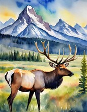 Bull Elk In Mountain Scenery With Forest In Background