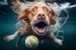 Playful puppy in swimming pool has fun. Dog jump, dive underwater to fetch ball. Training classes, active games with family pets. Popular canine breeds activity on summer holiday