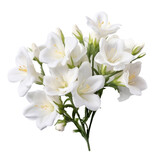 Fototapeta Tulipany - Charming flower .   White flower tone. Freesia: Innocence and thoughtfulness