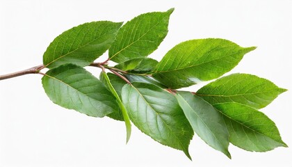 Wall Mural - fresh waved twig with green leaves isolated on white or transparent background