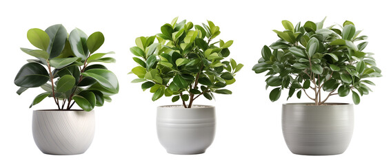 Ficus tree in the pot isolated on a transparent background.