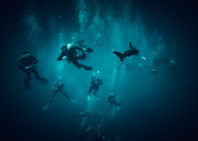 The Beauty Of The Underwater World - Frightened Divers Run Away From A Whitetip Shark - Scuba Diving In The Red Sea, Egypt