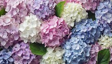 Background Of Pink Lilac White And Blue Hydrangae Flowers As A Background