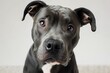 A fierce pit bull with a sleek black coat and a proud collar gazes up at the camera, showcasing its strong snout and captivating the hearts of all who see