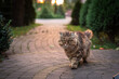 A mottled domestic tabby cat walks along a brick path in an English garden