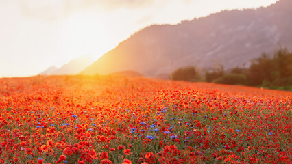 Wall Mural - The Sun setting on a field of poppies in the countryside, Austria	