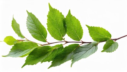 Wall Mural - fresh waved twig with green leaves isolated on white or transparent background