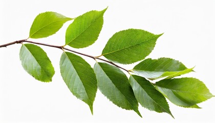 Wall Mural - fresh waved twig with green leaves isolated on white or transparent background