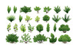 bush set vector flat minimalistic isolated illustration