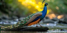 Majestic Peacock Stands Proud In Natural Habitat, A Beautiful Display Of Wildlife Photography. Peaceful, Graceful Bird In The Wild. AI