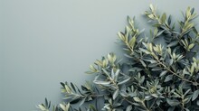Wild Olive Branches Which Are Set Against A Gray Background