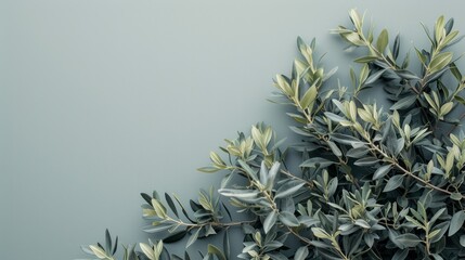 Wall Mural - Wild olive branches which are set against a gray background