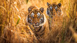 Tiger in Tall Grass