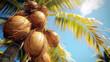 © grethental - Coconuts on palm tree. From below palm tree with green branches and coconuts against the blue sky in the sunshine
