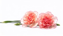 Two Pink Carnation Isolated On White Background, Closeup Of Photo