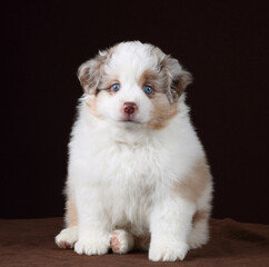 Wall Mural - Cute fluffy miniature american shepherd puppy