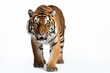 Wild tiger clipart