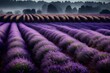 purple lavender field