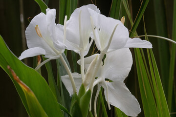 Wall Mural - White ginger lily (Hedychium coronarium) growing in a Florida garden. 