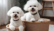 Two whites puppies in a basket