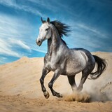 Fototapeta Konie - Grey horse run gallop in desert sand against blue sky 