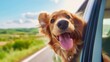 Happy golden retriever leaning out of a driving car - selfie cam