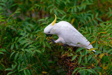 Cockatoo parrot sitting on a green tree branch in Australia. Big white and yellow cockatoo with nature green background