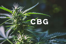 An Image Displays A Cannabis Plant With Prominent "CBG" Letters Superimposed On A Background Featuring A Chemical Formula With Carbon And Oxygen Atoms And Their Bonds