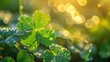Vibrant clover leaves glisten with dewdrops, kissed by the morning sun, Ai Generated.