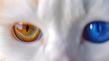 Close Up Of White Cat With Different Colored Eyes An