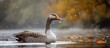A duck, a waterfowl bird with feathers, is seen gracefully swimming in a rain-filled lake amidst a natural landscape.