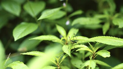 Canvas Print - Bush cricket slowly walking on the green plants leaf in the field in daytime with blur background