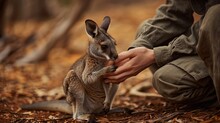 Intimate Moment Of Human Touching A Young Kangaroo Amidst Dry Leaves In Forest