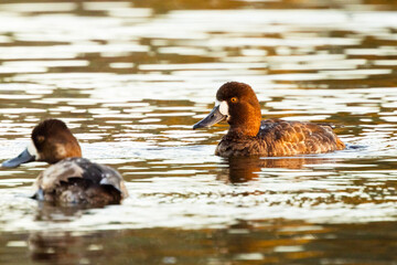 Wall Mural - A female lesser scaup (Aythya affinis), a beautiful species of diving duck