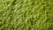 Green shag carpeting 1970's style
