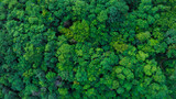 Fototapeta Las - aerial view of dark green forest Abundant natural ecosystems of rainforest. Concept of nature forest preservation and reforestation	