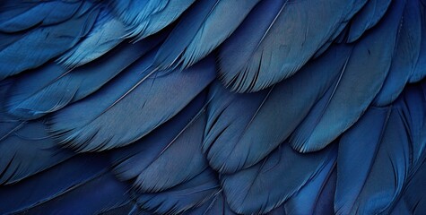 beautiful dark blue color trends feather texture background.