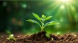 © ONE CLUB - A beautiful green little plant coming out of the earthen soil with a beautiful blurred green background with sunbeams with space for inscriptions or logos. Green planet concept.