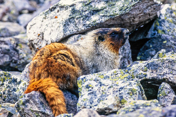 Wall Mural - Hoary marmot in a rocky mountain terrain