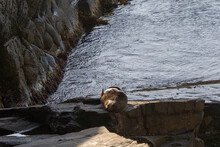 Australian Fur Seal Sunbathing
