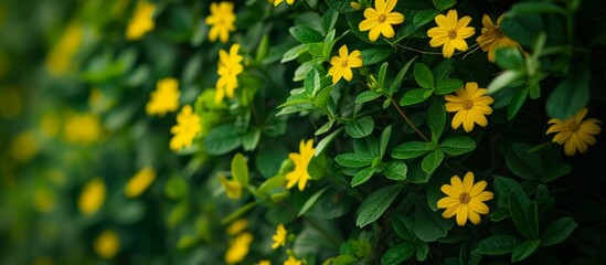 Canvas Print - The bush has a variety of yellow flowers, with green leaves. This flowering plant belongs to the Daisy family.