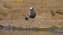 Blacksmith Lapwing (Vanellus Armatus) Standing At The Edge Of A Small Pond.