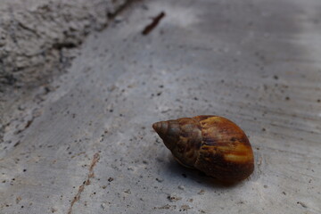 a shell of an animal with the scientific name Lissachatina fulica.