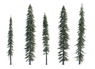 Wall Mural - picea engelmannii frontal set (engelmann spruce, white spruce, mountain spruce) evergreen pinaceae n