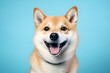 Portrait of shiba inu dog on blue background.