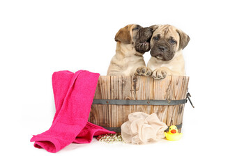 Wall Mural - group of puppies  in a wooden basin with towel and bath duck