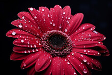 Сlose Up Of Gerbera Flower With Water Drops
Generation AI