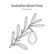 © foxyliam - Australian desert lime (citrus glauca), edible and medicinal plant