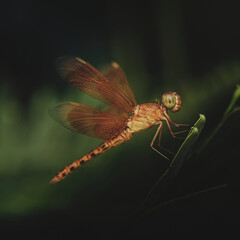 Wall Mural - grasshawks genus neurothemis